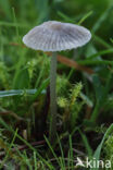 Grijsbruine grasmycena (Mycena aetites)