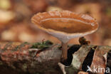 Winter polypore (Polyporus brumalis)