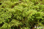 Glittering Wood-moss (Hylocomium splendens)