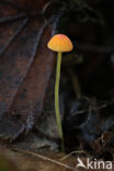 Oranje dwergmycena (Mycena acicula)