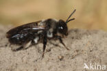 Koolzwarte zandbij (Andrena pilipes)