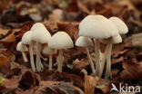 Fringed Crumble Cap