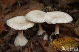 Frosty Funnel (Clitocybe phyllophila)