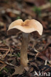 Veiled Poison Pie (Hebeloma mesophaeum)