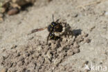 Gewone Schoorsteenwesp (Odynerus spinipes)