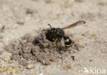 Gewone Schoorsteenwesp (Odynerus spinipes)