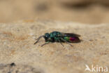 goudwesp (chrysis fulgida)