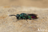 goudwesp (chrysis fulgida)