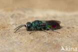 goudwesp (chrysis fulgida)