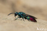 goudwesp (chrysis fulgida)