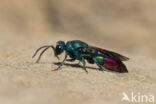 goudwesp (chrysis fulgida)