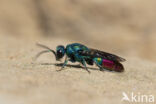 goudwesp (chrysis fulgida)