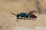 goudwesp (chrysis fulgida)