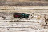 gold wasp (Chrysis ignita)