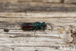 gold wasp (Chrysis ignita)