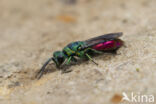 gold wasp (Chrysis ignita)