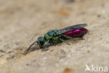 gold wasp (Chrysis ignita)