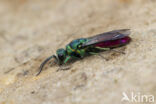 gold wasp (Chrysis ignita)