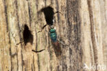 Gewone Goudwesp (Chrysis ignita)