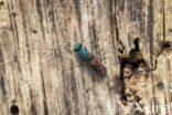 gold wasp (Chrysis ignita)