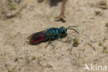 gold wasp (Chrysis ignita)