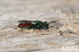 Gewone Goudwesp (Chrysis ignita)