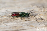 gold wasp (Chrysis ignita)