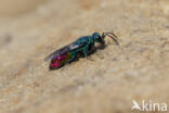 goudwesp (chrysis fulgida)