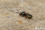 Zwartsprietwespbij (Nomada flavopicta)