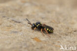 Zwartsprietwespbij (Nomada flavopicta)