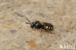 Zwartsprietwespbij (Nomada flavopicta)