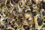 IJslands mos (Cetraria islandica)