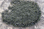 Collema crispum