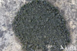 Collema crispum