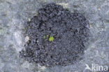 Muurzwelmos (Leptogium turgidum)