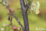 Currant Clearwing (Synanthedon tipuliformis)