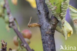 Currant Clearwing (Synanthedon tipuliformis)