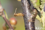 Currant Clearwing (Synanthedon tipuliformis)