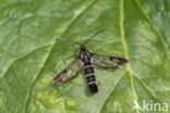 Currant Clearwing (Synanthedon tipuliformis)