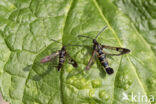 Currant Clearwing (Synanthedon tipuliformis)