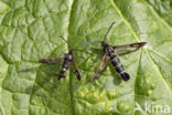 Currant Clearwing (Synanthedon tipuliformis)