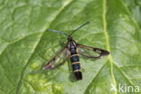 Currant Clearwing (Synanthedon tipuliformis)