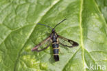 Currant Clearwing (Synanthedon tipuliformis)