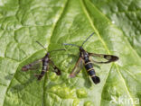 Currant Clearwing (Synanthedon tipuliformis)