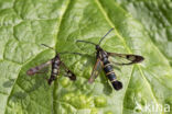 Currant Clearwing (Synanthedon tipuliformis)