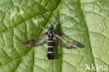 Currant Clearwing (Synanthedon tipuliformis)