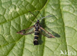 Currant Clearwing (Synanthedon tipuliformis)