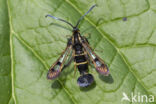 Currant Clearwing (Synanthedon tipuliformis)