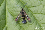 Currant Clearwing (Synanthedon tipuliformis)