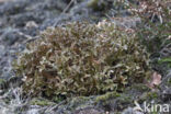 IJslands mos (Cetraria islandica)